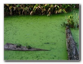 Green-Cay-Wetlands-Boynton-Beach-FL-045