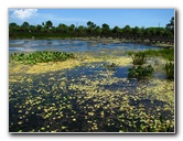 Green-Cay-Wetlands-Boynton-Beach-FL-105
