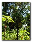 Gumbo-Limbo-Nature-Center-Boca-Raton-FL-044
