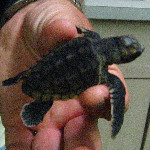 Gumbo Limbo Turtle Walk & Hatchling Release