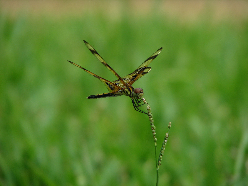 Halloween-Pennant-Dragonflies-Boca-Raton-FL-002