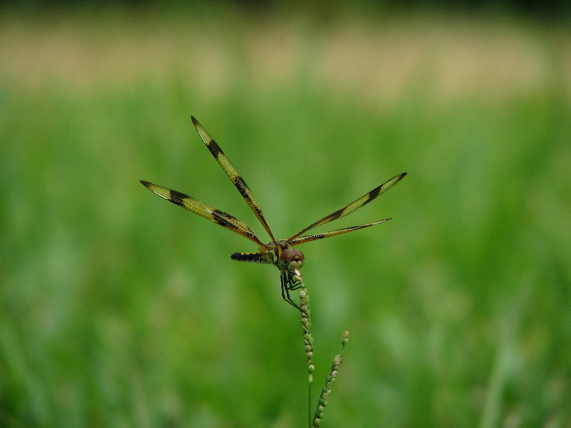 Halloween-Pennant-Dragonflies-Boca-Raton-FL-003