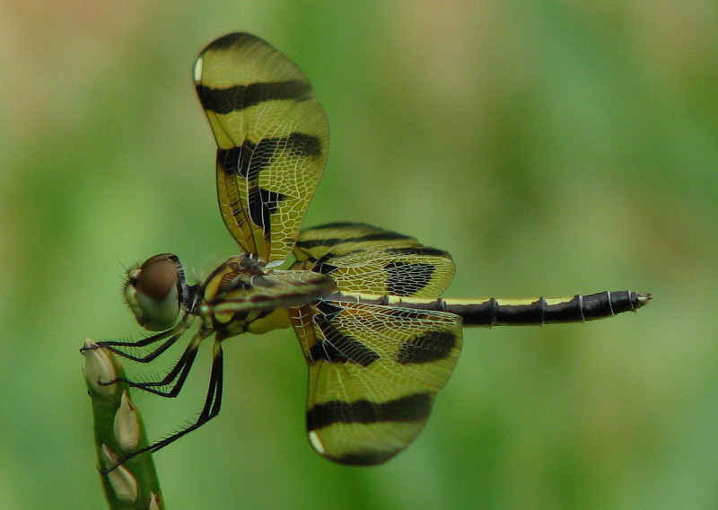 Halloween-Pennant-Dragonflies-Boca-Raton-FL-005