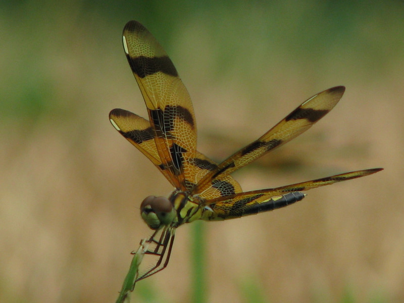 Halloween-Pennant-Dragonflies-Boca-Raton-FL-010