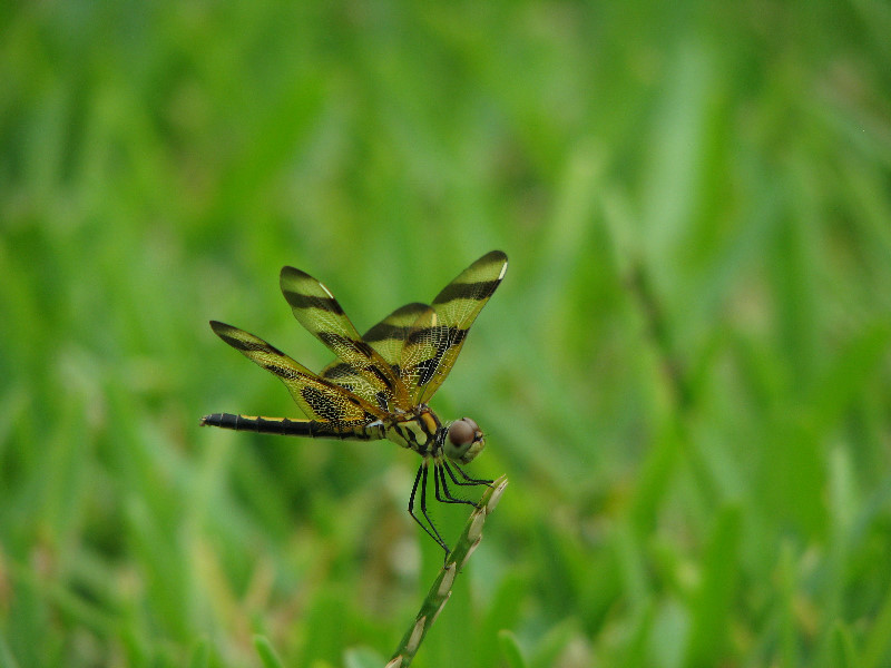 Halloween-Pennant-Dragonflies-Boca-Raton-FL-012