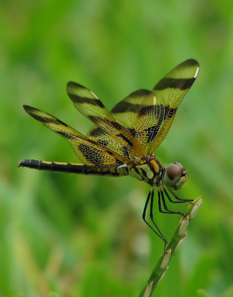 Halloween-Pennant-Dragonflies-Boca-Raton-FL-013