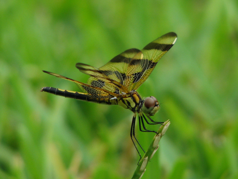 Halloween-Pennant-Dragonflies-Boca-Raton-FL-016