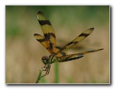 Halloween-Pennant-Dragonflies-Boca-Raton-FL-010
