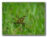 Halloween-Pennant-Dragonflies-Boca-Raton-FL-012