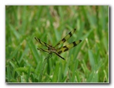 Halloween-Pennant-Dragonflies-Boca-Raton-FL-018