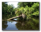 Hillsborough-River-State-Park-Thonotosassa-FL-023