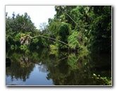 Hillsborough-River-State-Park-Thonotosassa-FL-027