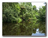 Hillsborough-River-State-Park-Thonotosassa-FL-032