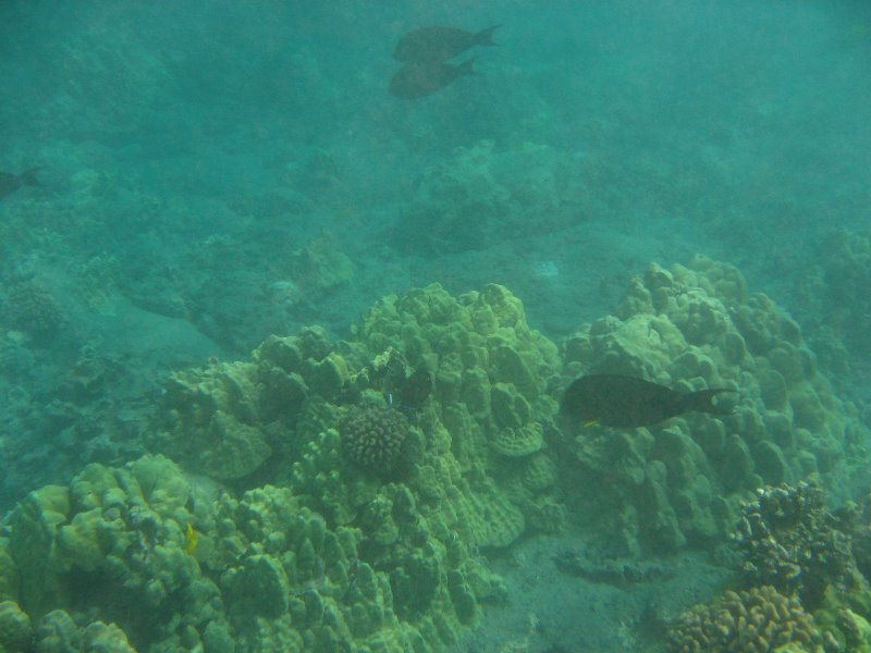 Hookena-Beach-Park-Snorkeling-Big-Island-Hawaii-041