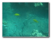 Hookena-Beach-Park-Snorkeling-Big-Island-Hawaii-022