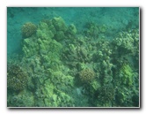 Hookena-Beach-Park-Snorkeling-Big-Island-Hawaii-036