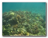 Hookena-Beach-Park-Snorkeling-Big-Island-Hawaii-073