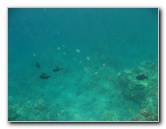 Hookena-Beach-Park-Snorkeling-Big-Island-Hawaii-080