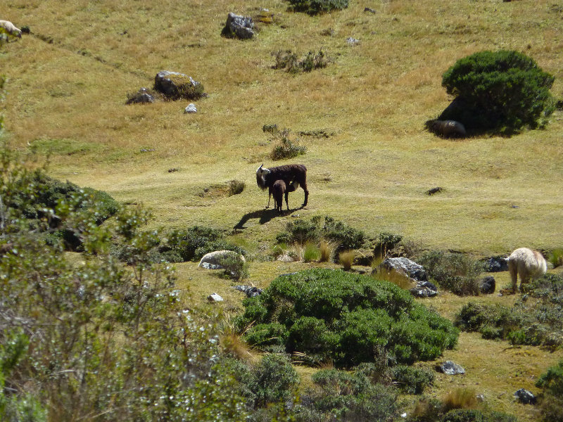 Inca-Hiking-Trail-To-Machu-Picchu-Peru-109