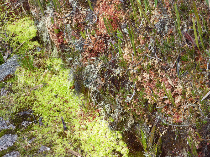 Inca-Hiking-Trail-To-Machu-Picchu-Peru-247