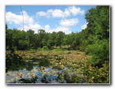 Jacksonville-Arboretum-and-Gardens-Jacksonville-FL-031