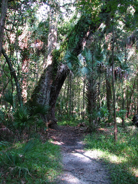 Jay-B-Starkey-Wilderness-Park-Pasco-County-FL-062