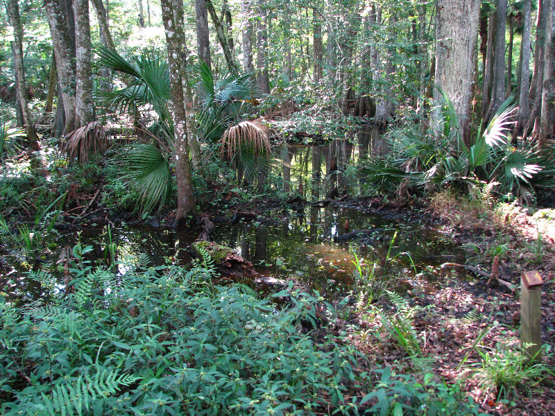 Jay-B-Starkey-Wilderness-Park-Pasco-County-FL-067