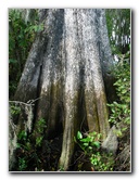Jay-B-Starkey-Wilderness-Park-Pasco-County-FL-015