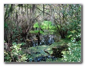 Jay-B-Starkey-Wilderness-Park-Pasco-County-FL-016
