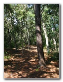 Jay-B-Starkey-Wilderness-Park-Pasco-County-FL-022