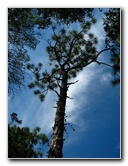 Jay-B-Starkey-Wilderness-Park-Pasco-County-FL-023