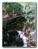 Jay-B-Starkey-Wilderness-Park-Pasco-County-FL-042