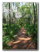 Jay-B-Starkey-Wilderness-Park-Pasco-County-FL-058