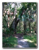Jay-B-Starkey-Wilderness-Park-Pasco-County-FL-062