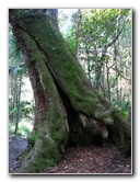 Jay-B-Starkey-Wilderness-Park-Pasco-County-FL-064