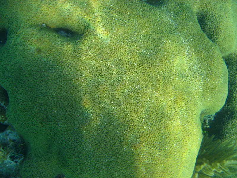 John-Pennekamp-Coral-Reef-Park-Snorkeling-Tour-012