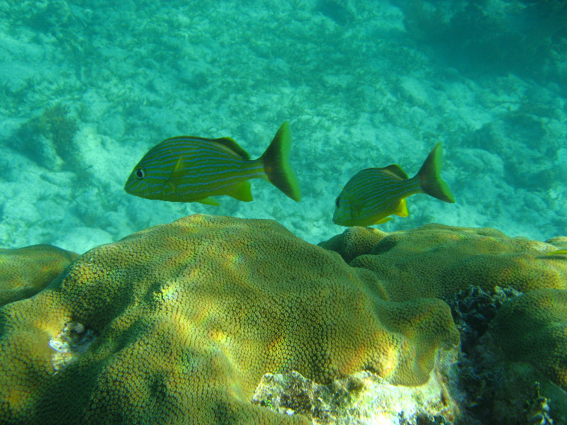 John-Pennekamp-Coral-Reef-Park-Snorkeling-Tour-025