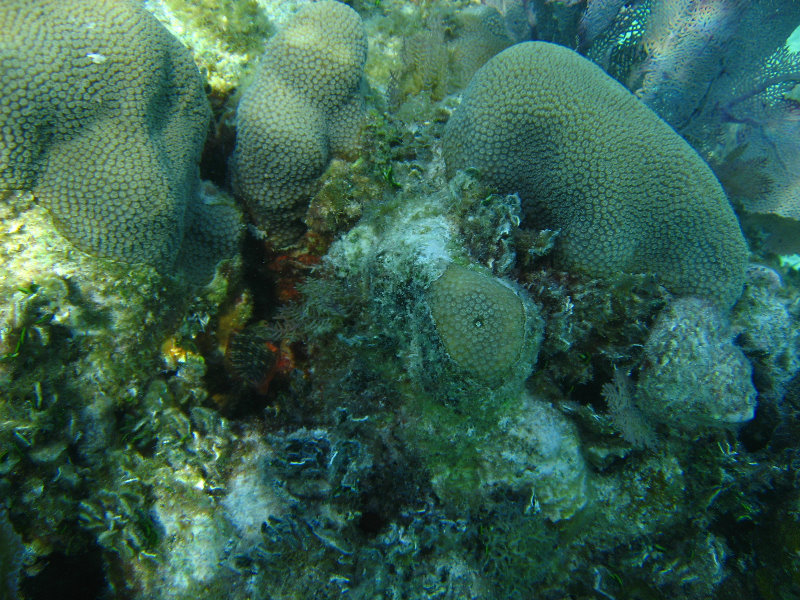 John-Pennekamp-Coral-Reef-Park-Snorkeling-Tour-036