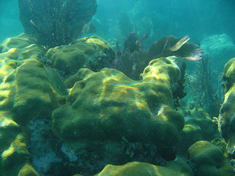John-Pennekamp-Coral-Reef-Park-Snorkeling-Tour-039