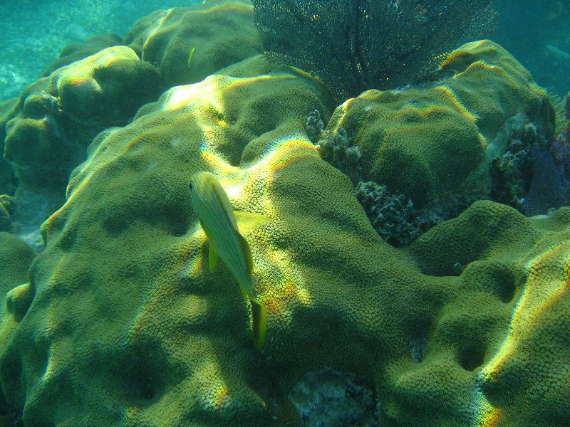 John-Pennekamp-Coral-Reef-Park-Snorkeling-Tour-041