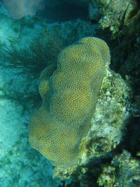 John-Pennekamp-Coral-Reef-Park-Snorkeling-Tour-049
