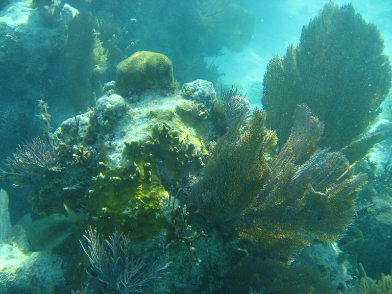John-Pennekamp-Coral-Reef-Park-Snorkeling-Tour-052