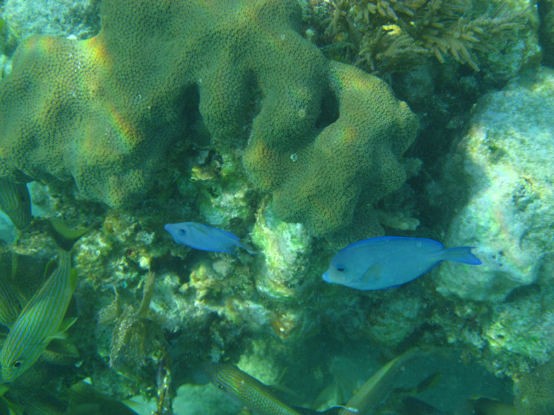 John-Pennekamp-Coral-Reef-Park-Snorkeling-Tour-072