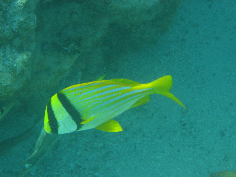 John-Pennekamp-Coral-Reef-Park-Snorkeling-Tour-074