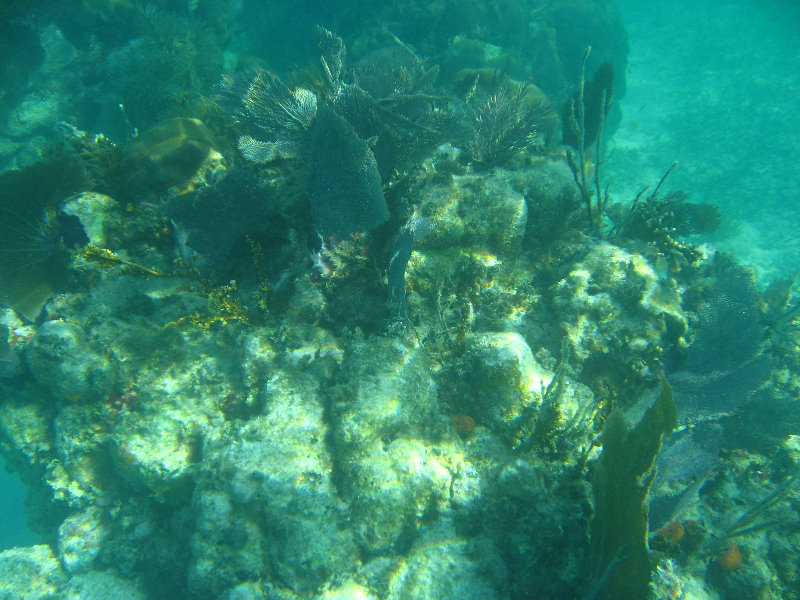 John-Pennekamp-Coral-Reef-Park-Snorkeling-Tour-102
