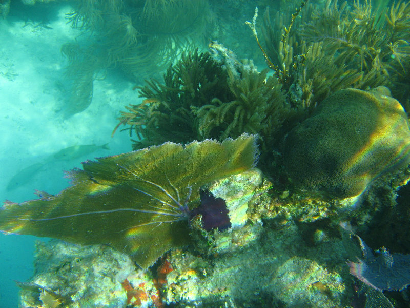 John-Pennekamp-Coral-Reef-Park-Snorkeling-Tour-105