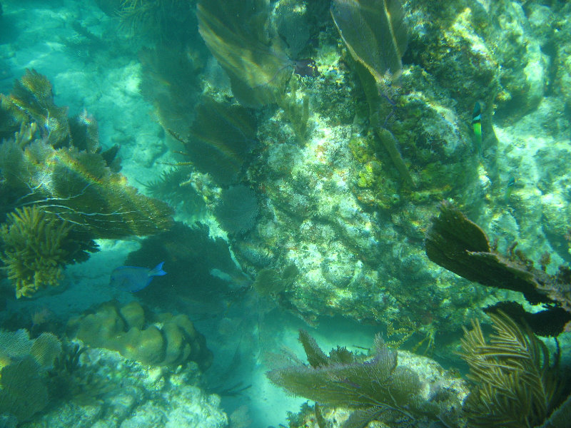 John-Pennekamp-Coral-Reef-Park-Snorkeling-Tour-121