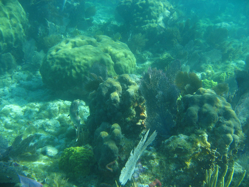 John-Pennekamp-Coral-Reef-Park-Snorkeling-Tour-162