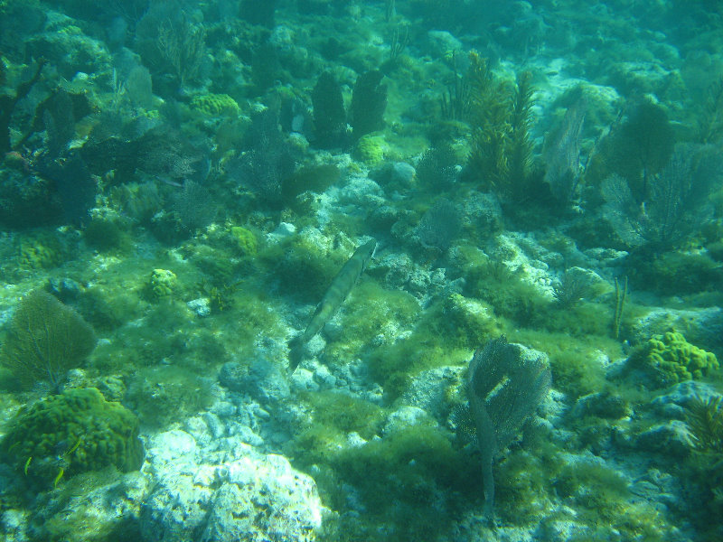 John-Pennekamp-Coral-Reef-Park-Snorkeling-Tour-173