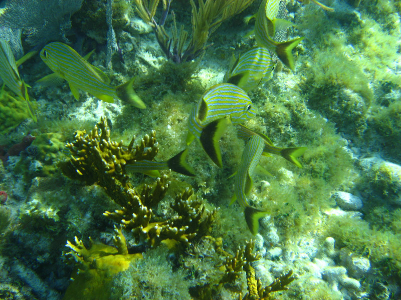 John-Pennekamp-Coral-Reef-Park-Snorkeling-Tour-179